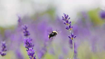 Animal bee HD Desktop Wallpaper | Background Image