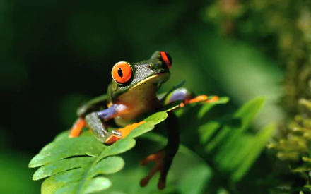 Animal frog HD Desktop Wallpaper | Background Image