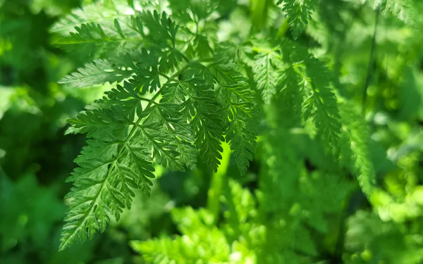  Floral Closeup - Green Leaves