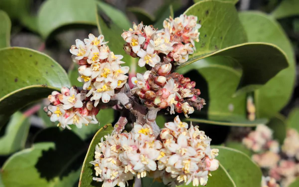  Floral Closeup - White Flowers