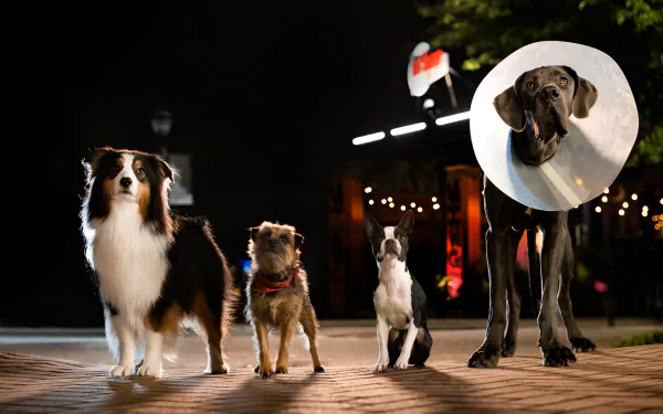 HD desktop wallpaper from the movie Strays, featuring a group of dogs on a city street at night, one wearing a cone.