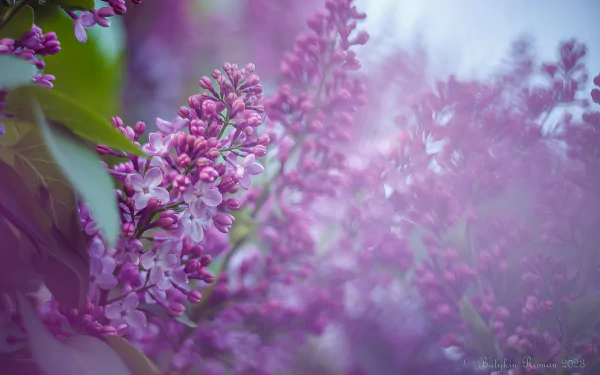 nature lilac HD Desktop Wallpaper | Background Image