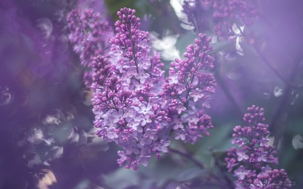 Nature Lilac Flowers HD Wallpaper | Background Image