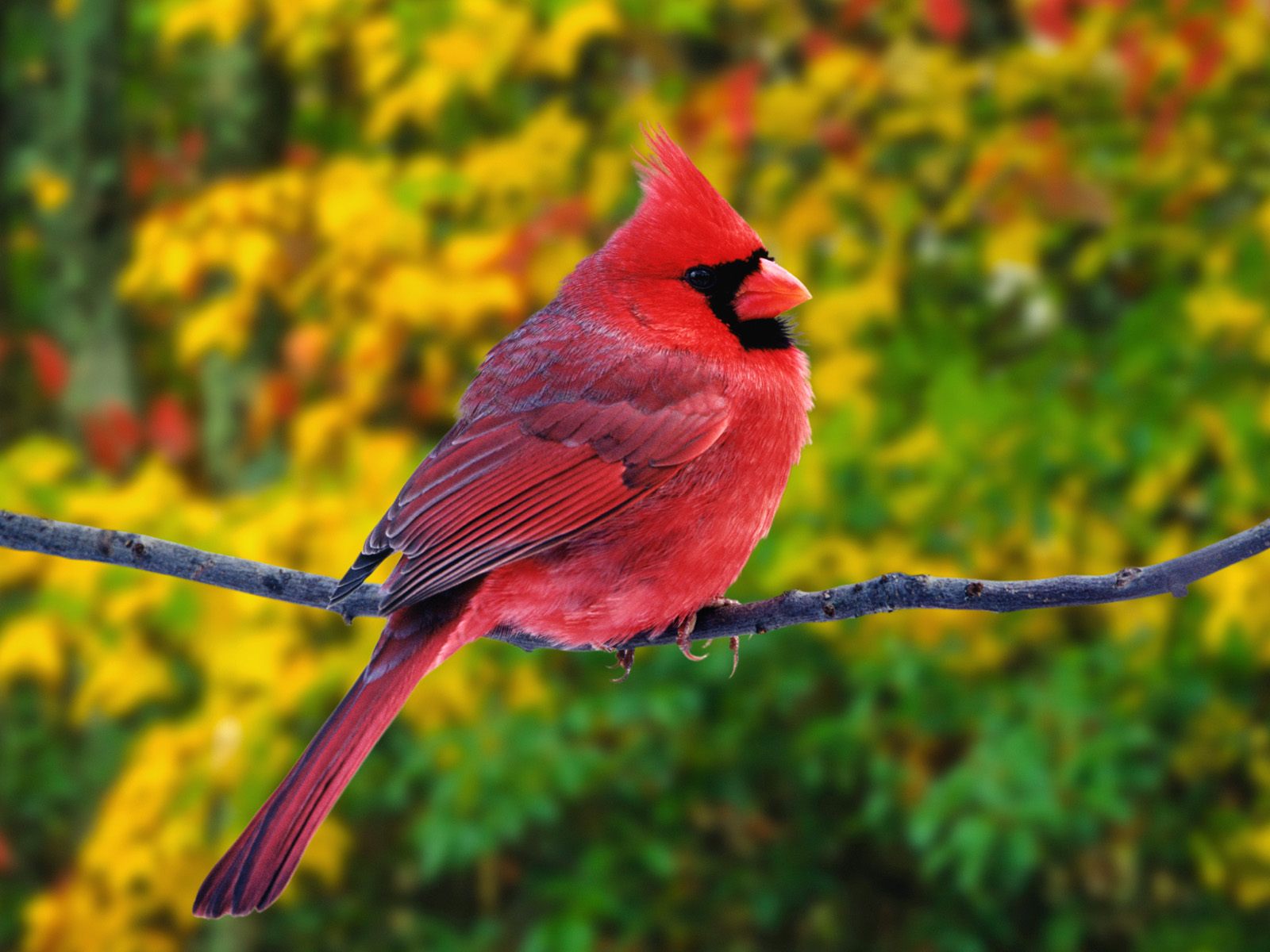 Colorful bird perched on a branch.