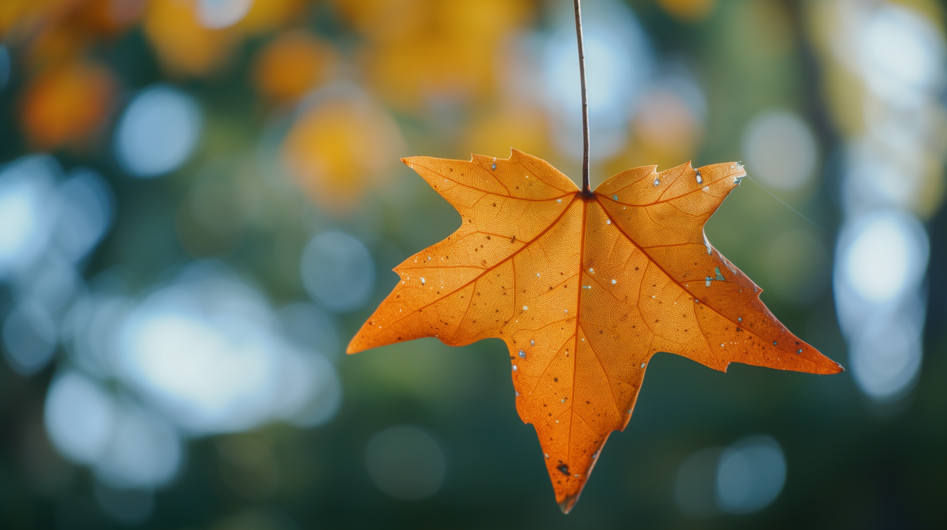 Autumn Splendor: Golden Leaf HD Wallpaper by robokoboto | 2912x1632 ...