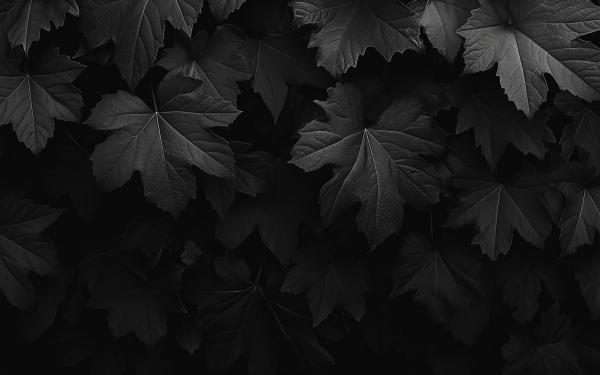 Dark aesthetic HD desktop wallpaper featuring a monochrome pattern of overlapping leaves for a sophisticated background.
