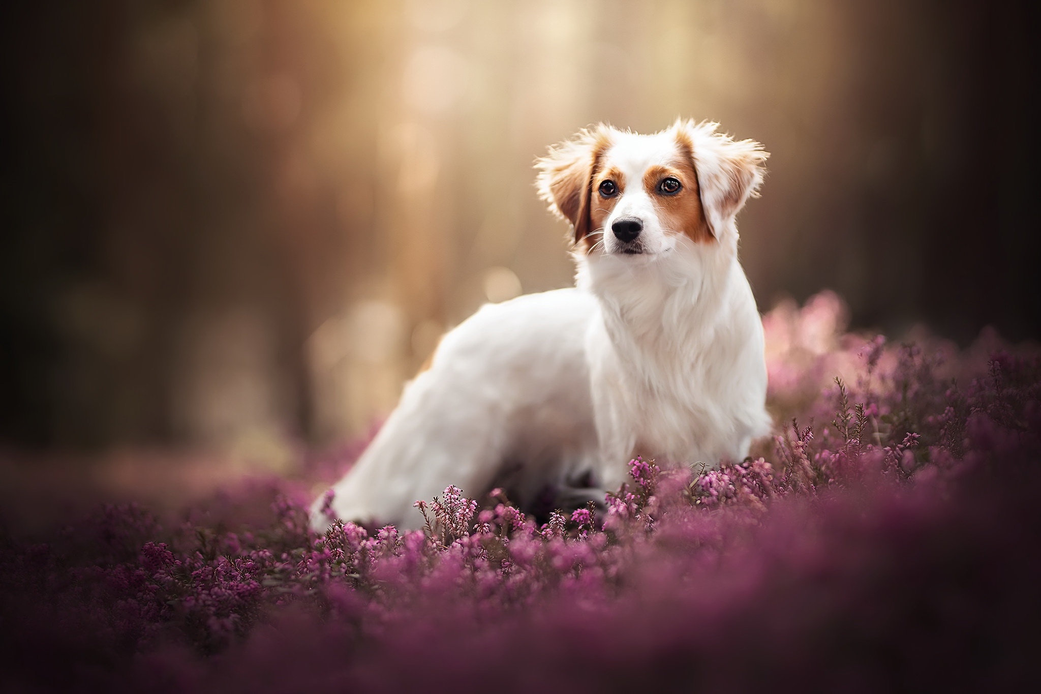 Download Kooikerhondje HD Wallpaper