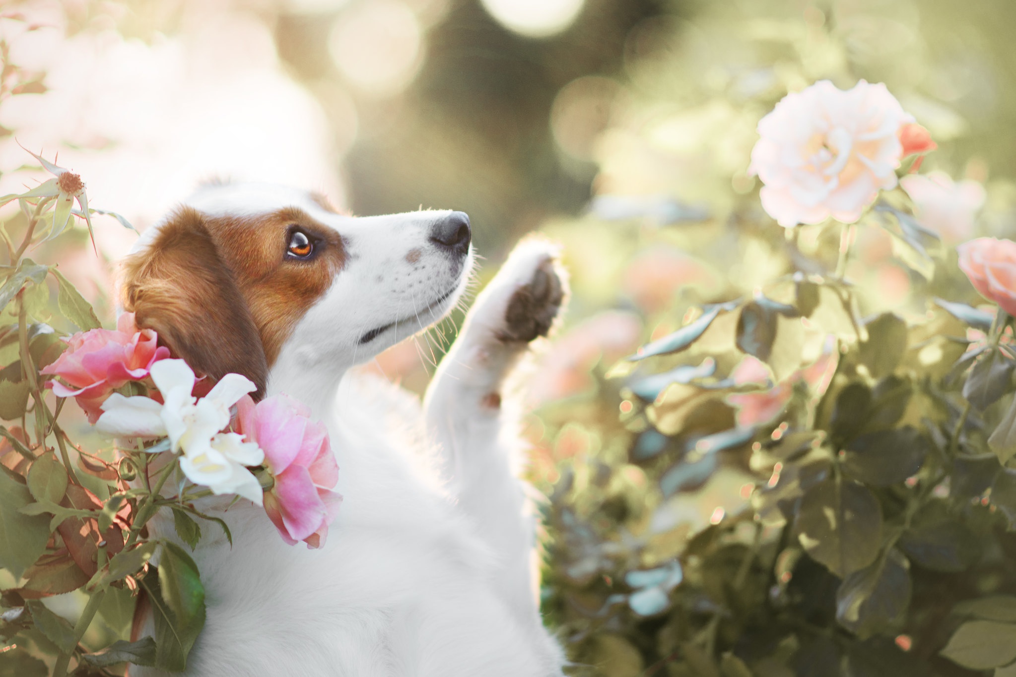 Download HD Wallpaper by Kooikerhondje