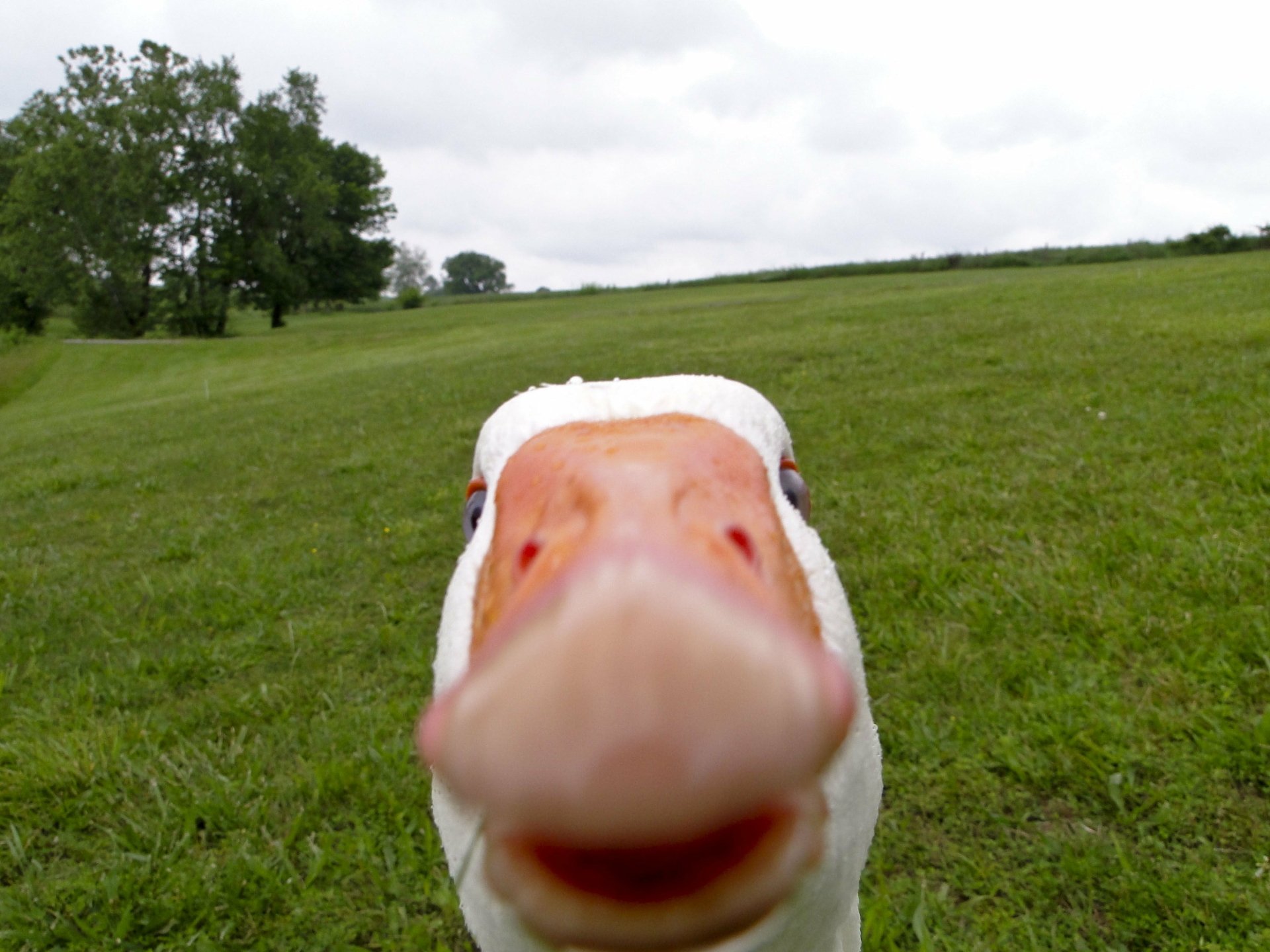 A humorous HD desktop wallpaper featuring a close-up of a curious duck's face, set against a grassy landscape, capturing a lighthearted and amusing vibe.