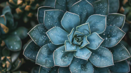 A close-up of a vibrant succulent plant showcasing its intricate leaves, adorned with water droplets, serves as an eye-catching nature-themed HD desktop wallpaper.