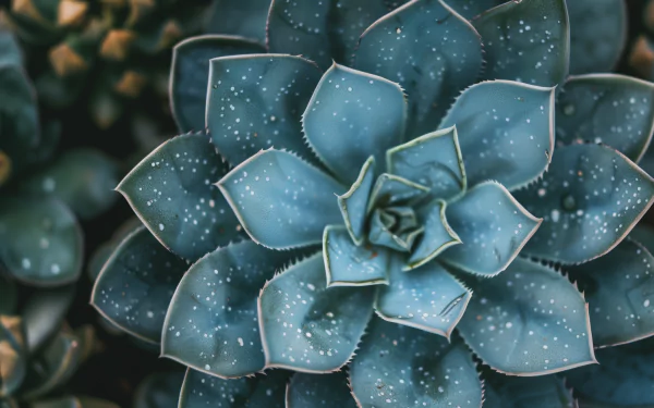 A close-up of a vibrant succulent plant showcasing its intricate leaves, adorned with water droplets, serves as an eye-catching nature-themed HD desktop wallpaper.