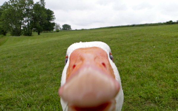 Funny close-up of a curious duck in a field, perfect for HD desktop wallpaper and background with meme potential.