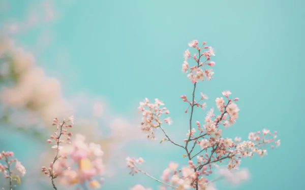 HD desktop wallpaper featuring delicate cherry blossoms in soft focus with a serene turquoise background.