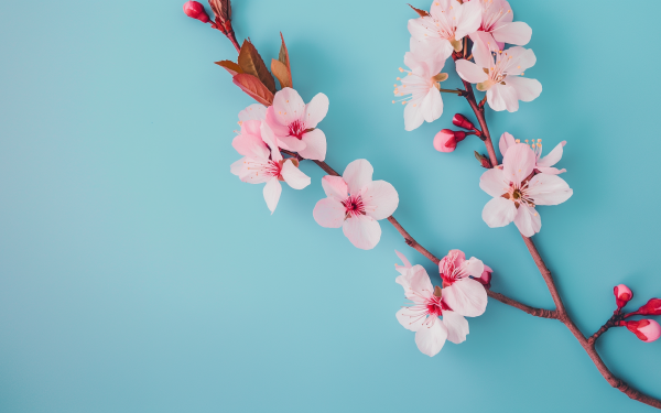 HD wallpaper with cherry blossoms on a blue background suitable for desktop and background use.