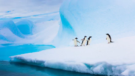  Adélie penguins on an iceberg, Antarctica