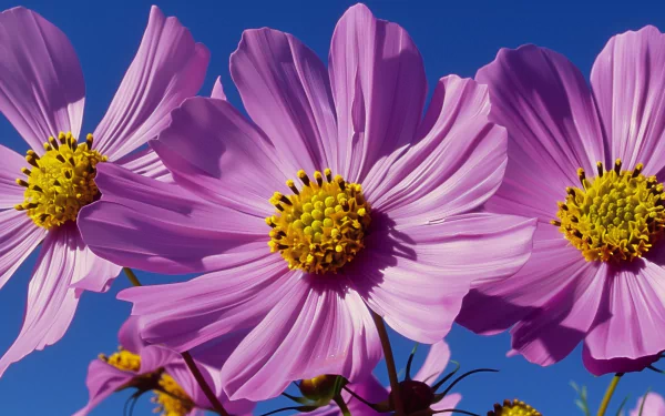 A vibrant close-up of pink flowers against a clear blue sky, showcasing delicate petals and bright yellow centers. This high-definition image serves as a beautiful nature-themed wallpaper.
