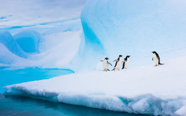  Adélie penguins on an iceberg, Antarctica