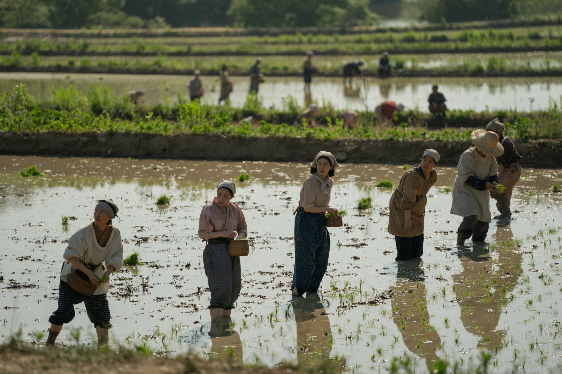 A serene scene from the TV show *Pachinko*, depicting workers in rice fields. Lush greenery and reflective water create a captivating HD desktop wallpaper.