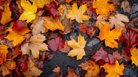 HD desktop wallpaper featuring vibrant fall leaves, capturing the essence of autumn and fall weather with warm colors and a serene atmosphere.