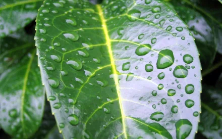 Close-up HD desktop wallpaper of a green leaf covered in glistening water droplets, showcasing the fresh beauty of nature.