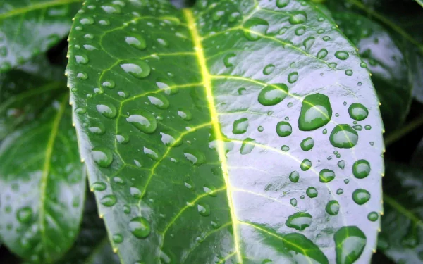 Close-up HD desktop wallpaper of a green leaf covered in glistening water droplets, showcasing the fresh beauty of nature.