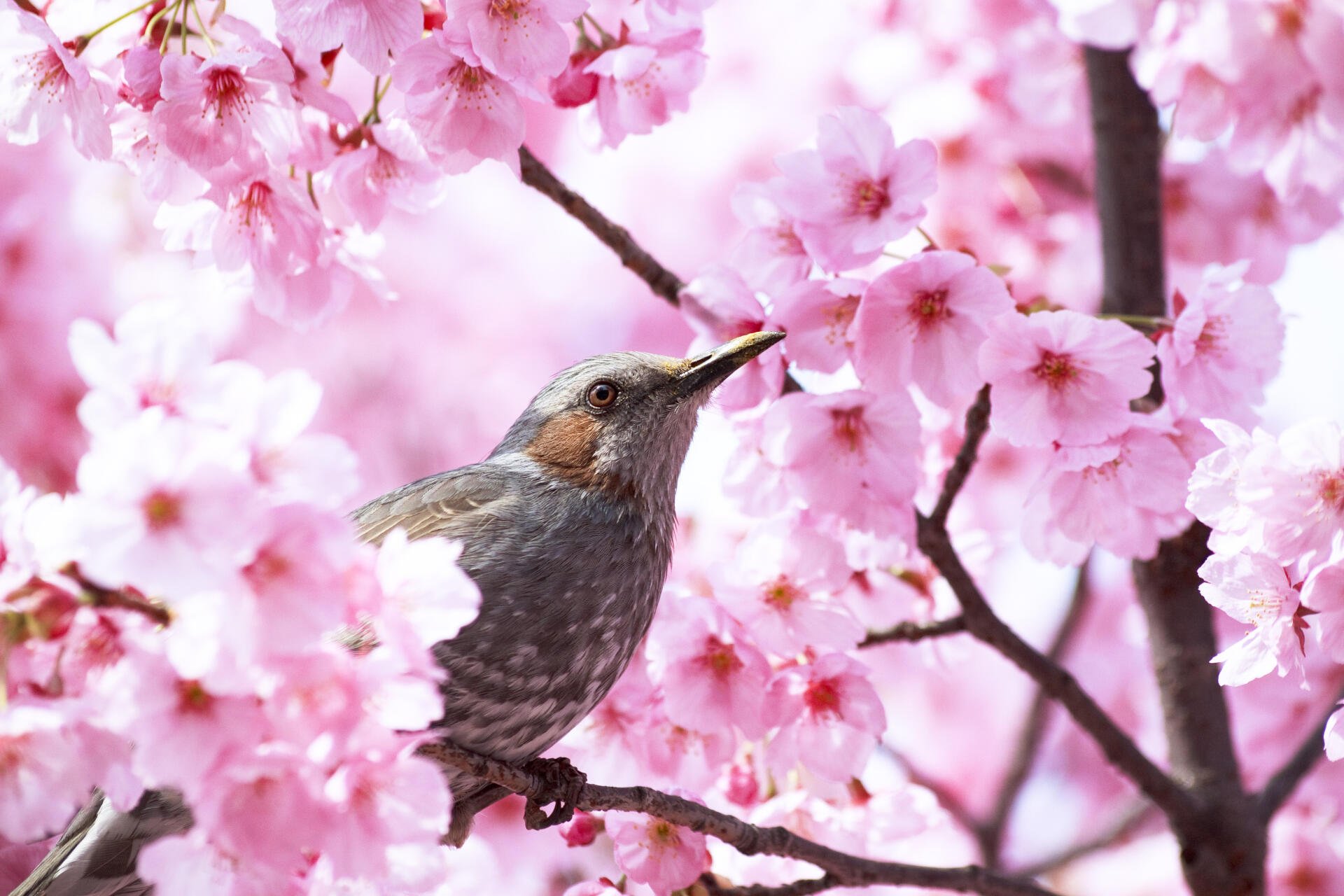 Download Bird 4k Ultra HD Wallpaper