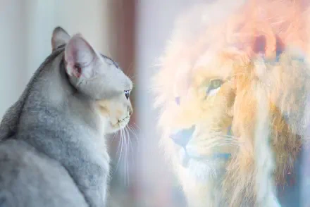 HD PC desktop wallpaper of a gray cat staring into a lion's reflection — motivational feline background.