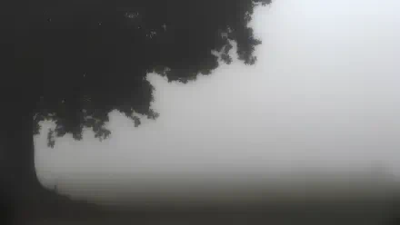 forest fog HD Desktop Wallpaper | Background Image