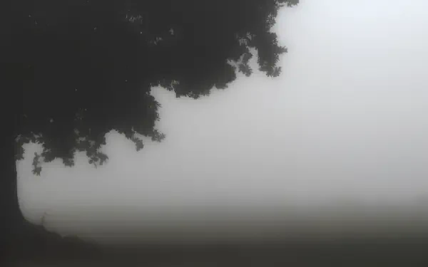forest fog HD Desktop Wallpaper | Background Image