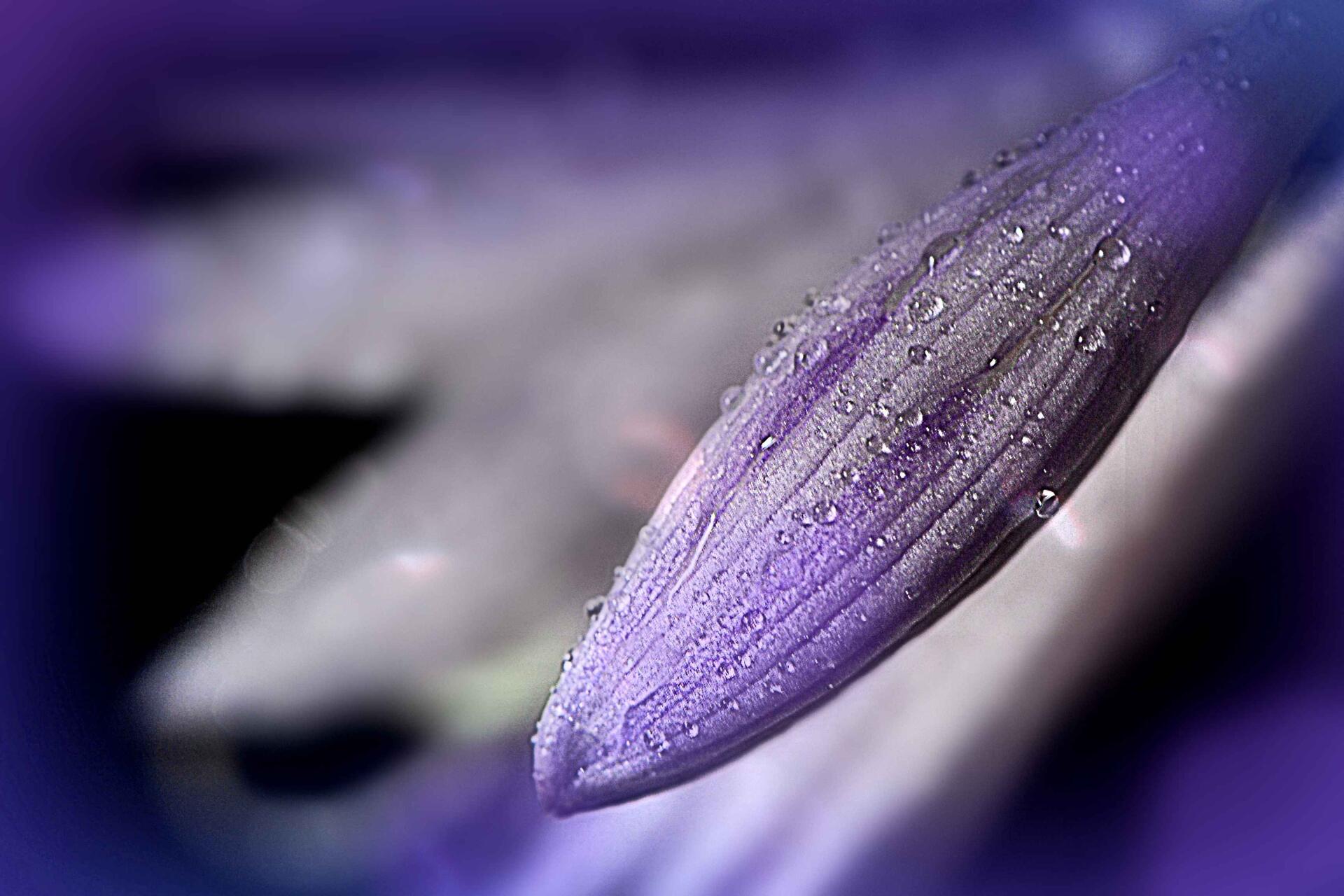 Download Flower Macro HD Wallpaper