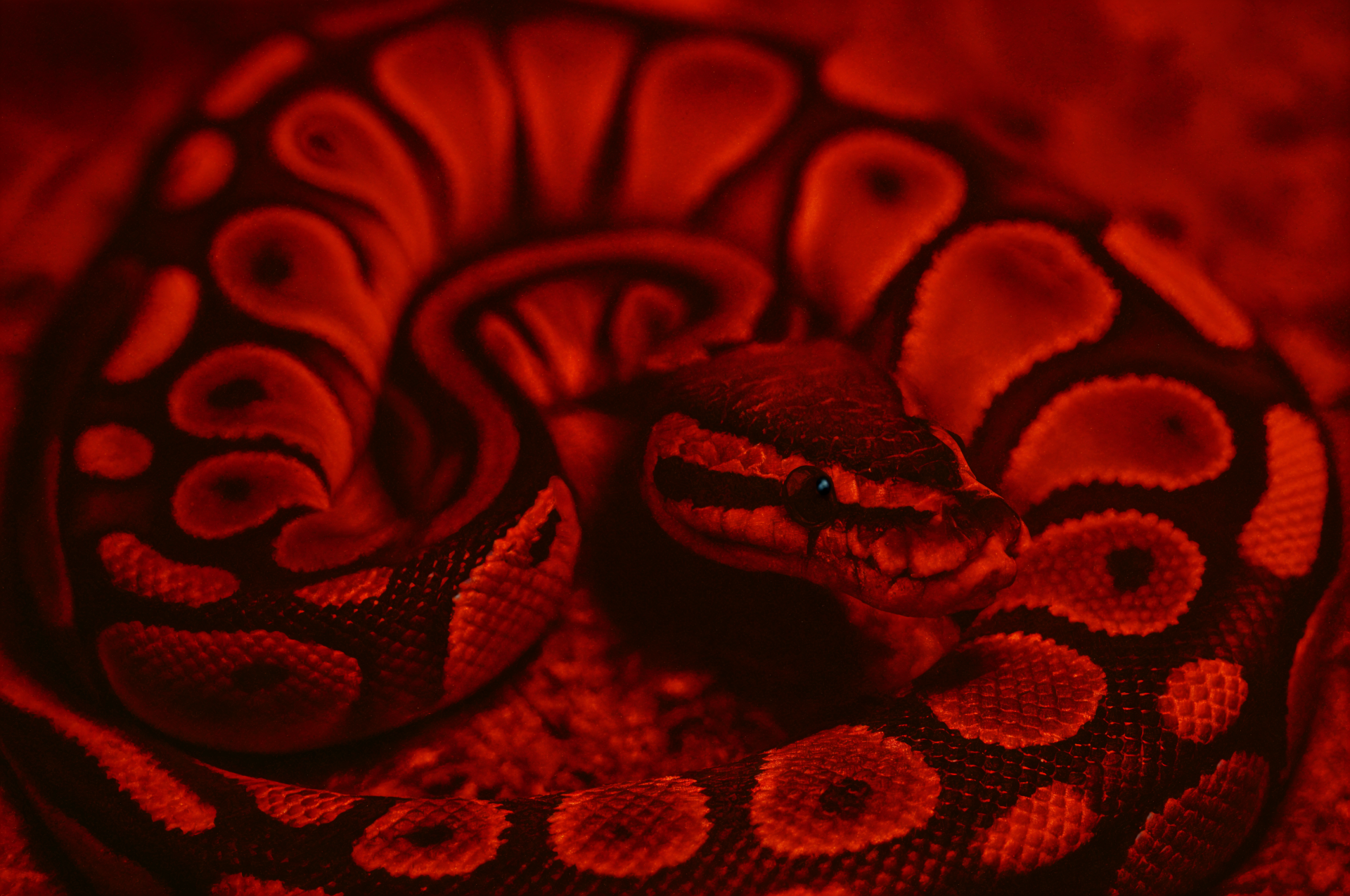 A close-up 4K Ultra HD PC desktop wallpaper of a ball python coiled with vivid red and black patterns.