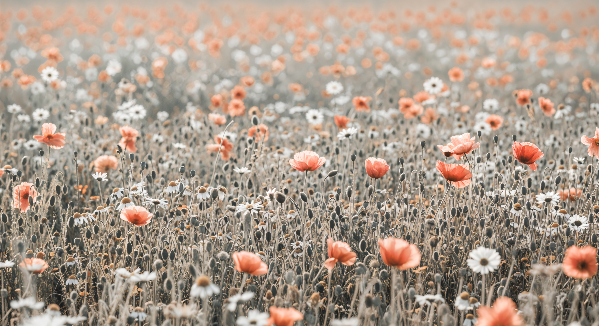 A serene field of soft orange and white flowers captured in stunning 4K Ultra HD, designed as a vibrant PC desktop wallpaper and background.