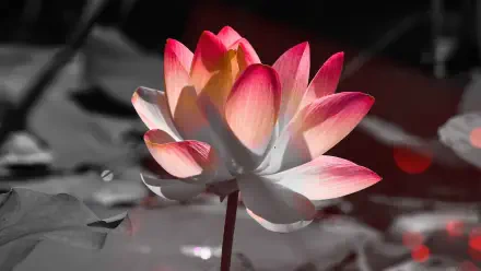 flower macro HD Desktop Wallpaper | Background Image