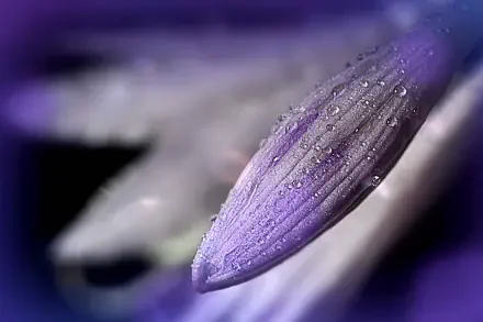 flower macro HD Desktop Wallpaper | Background Image