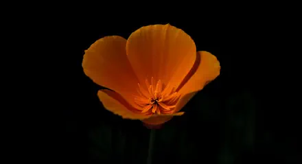 A vibrant California Poppy stands out against a dark background, showcasing its bright orange petals and intricate center, captured in stunning 4K Ultra HD resolution.