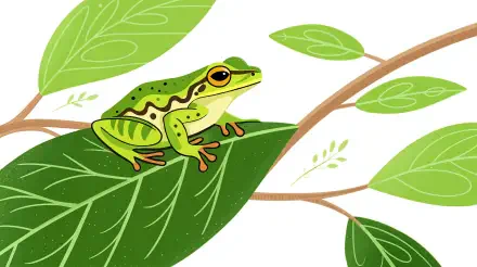 A vibrant tree frog perched on a large leaf, surrounded by lush green foliage, showcased in a stunning 4K Ultra HD wallpaper perfect for desktop backgrounds.