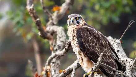 A majestic hawk, a bird of prey, perches gracefully on a tree branch, showcasing its striking features amidst a backdrop of nature. 4K Ultra HD wallpaper for wildlife enthusiasts.