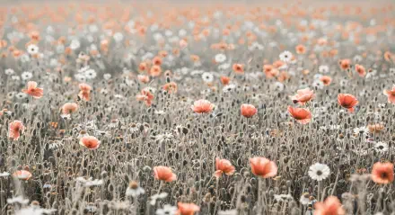A serene field of soft orange and white flowers captured in stunning 4K Ultra HD, designed as a vibrant PC desktop wallpaper and background.