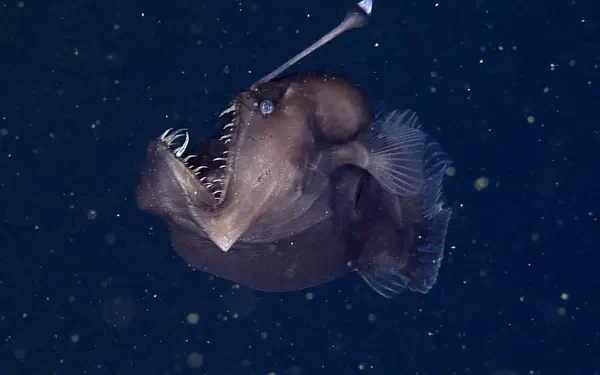A striking HD desktop wallpaper featuring a black seadevil, showcasing its menacing jaws and bioluminescent lure against a deep ocean backdrop.