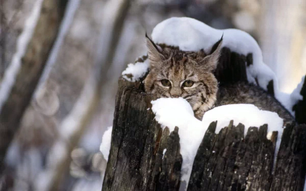 A serene bobcat rests atop a snow-covered log, blending seamlessly into a wintry landscape, offering a stunning HD wallpaper and background.
