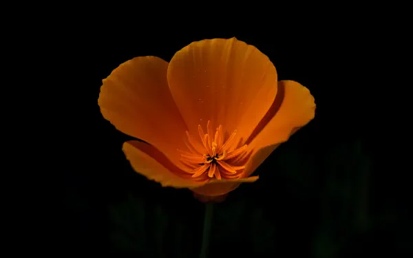 A vibrant California Poppy stands out against a dark background, showcasing its bright orange petals and intricate center, captured in stunning 4K Ultra HD resolution.