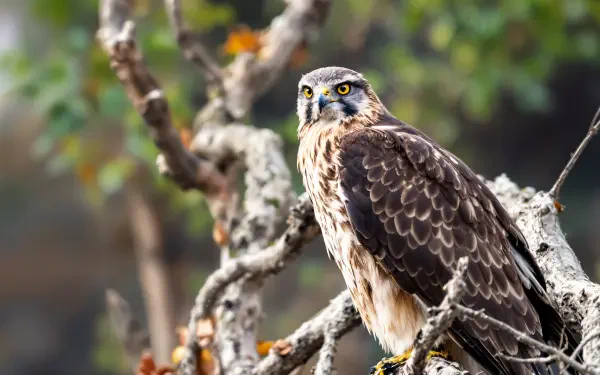 A majestic hawk, a bird of prey, perches gracefully on a tree branch, showcasing its striking features amidst a backdrop of nature. 4K Ultra HD wallpaper for wildlife enthusiasts.