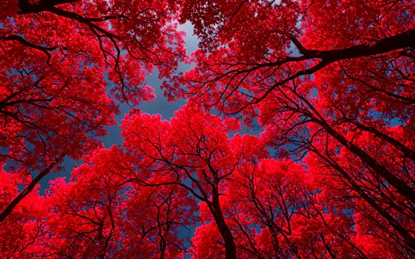 A stunning 4K Ultra HD image capturing a vibrant red canopy of trees against a deep blue sky, creating a mesmerizing natural backdrop for your desktop.