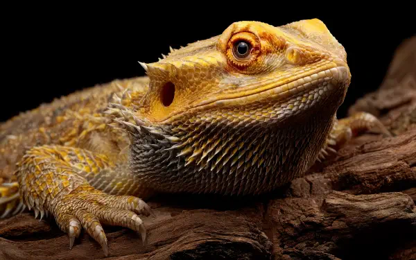 Close-up of a bearded dragon reptile resting on a branch, captured in sharp detail for a 4K Ultra HD PC desktop wallpaper and background.
