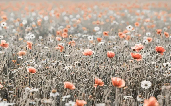 A serene field of soft orange and white flowers captured in stunning 4K Ultra HD, designed as a vibrant PC desktop wallpaper and background.