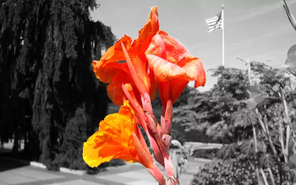 Selective color HD desktop wallpaper featuring a vibrant orange flower in the foreground with a grayscale natural background, subtly hinting at a skull shape within the petals.