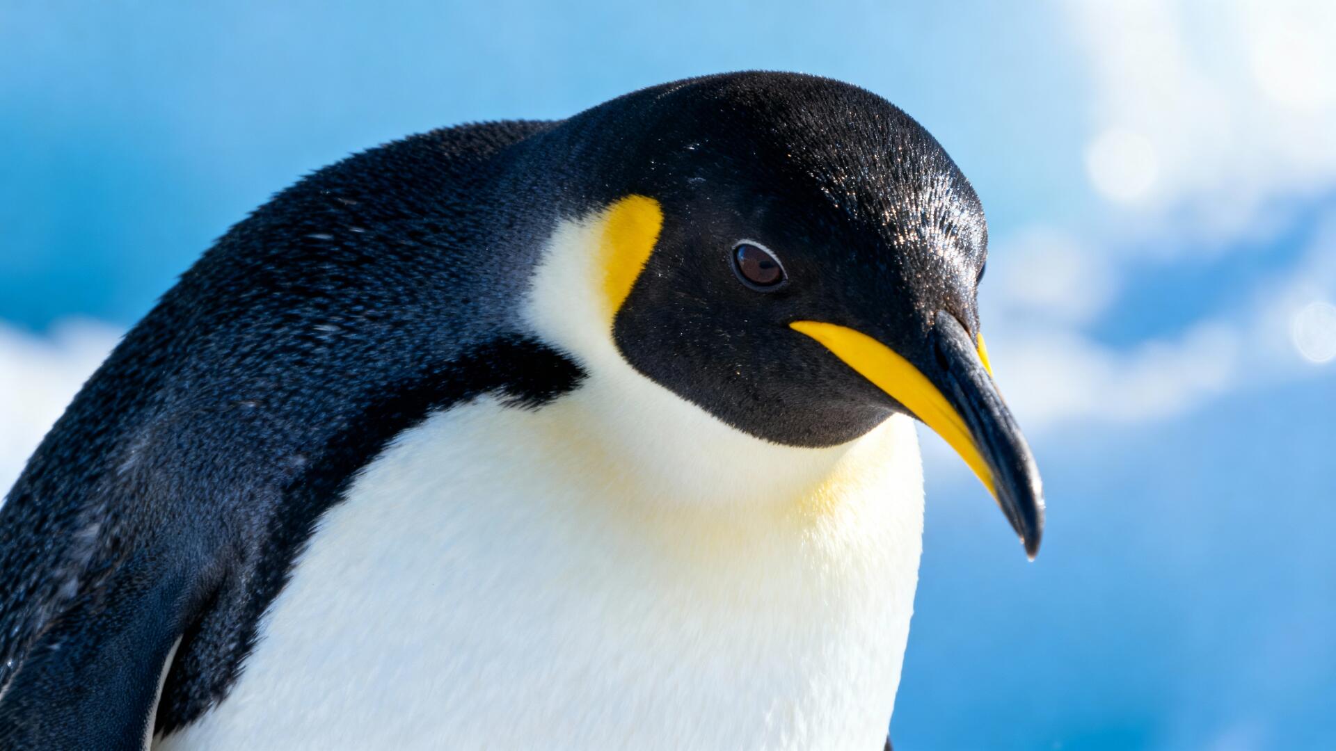 Close-up of a penguin with glossy black, white and yellow plumage against a bright blue sky — 4K Ultra HD PC desktop wallpaper/background.