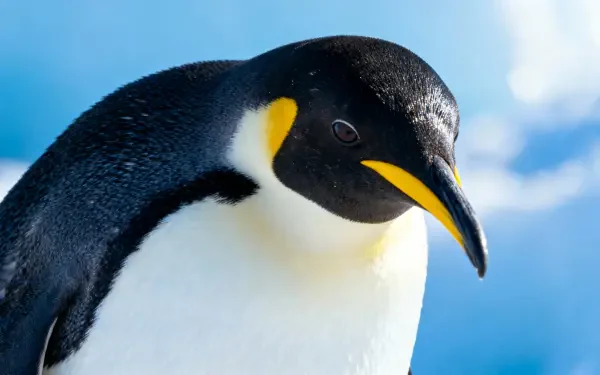 Close-up of a penguin with glossy black, white and yellow plumage against a bright blue sky — 4K Ultra HD PC desktop wallpaper/background.