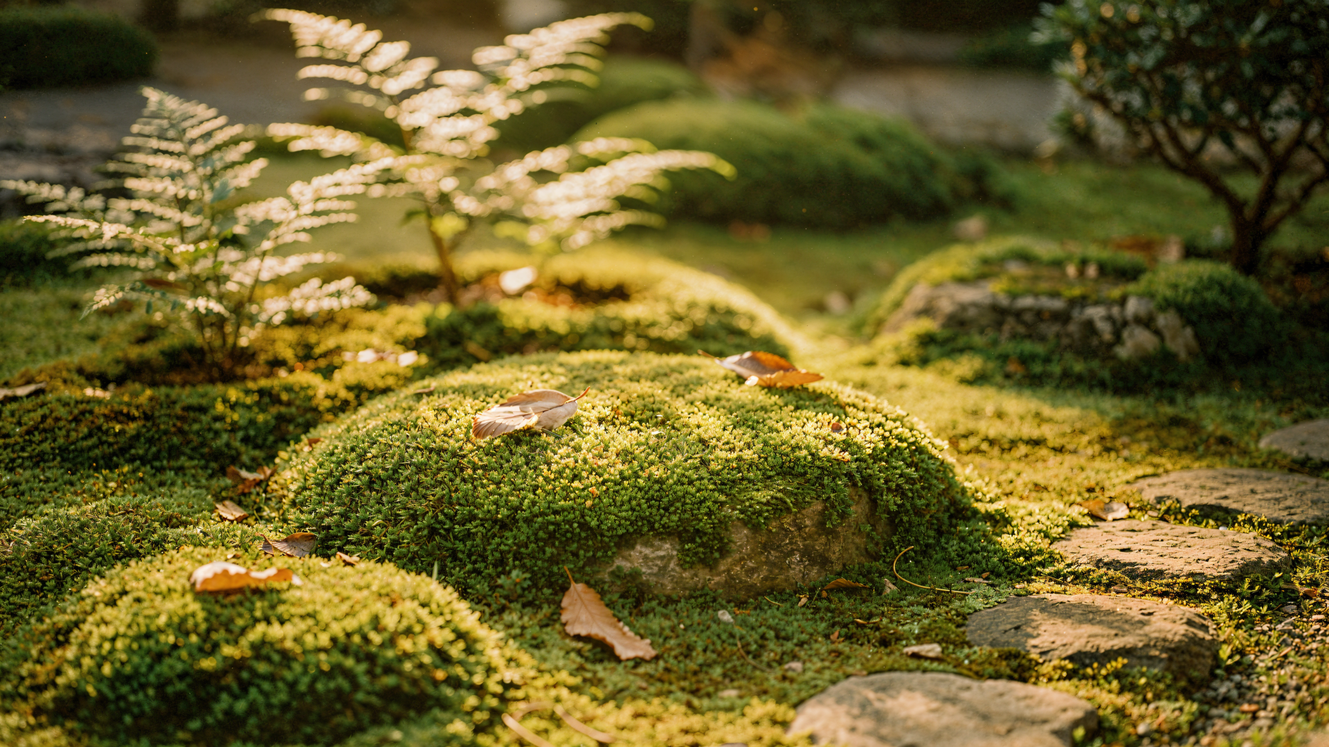 Lush moss garden with rounded moss mounds, dappled sunlight and scattered leaves — 4K Ultra HD PC desktop wallpaper and background.