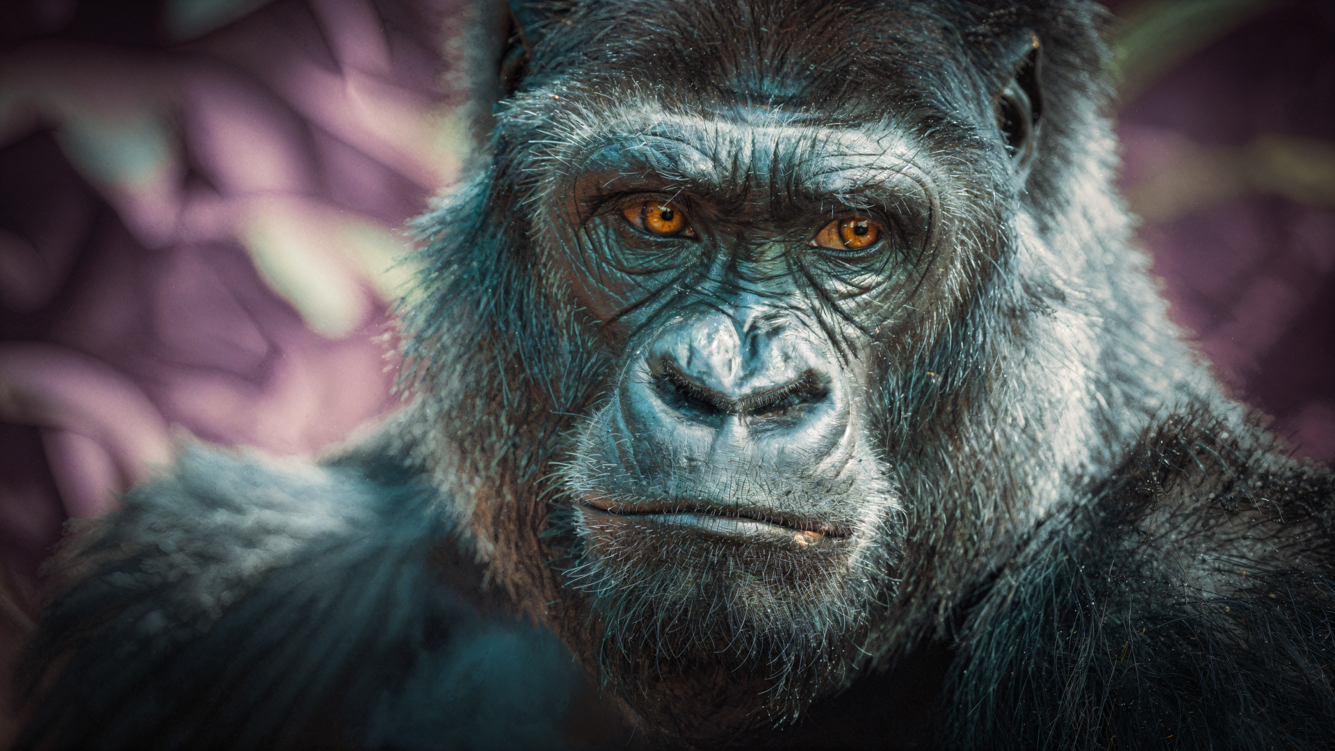Close-up portrait of a gorilla ape primate with intense amber eyes, high-detail 4K Ultra HD PC desktop wallpaper background.